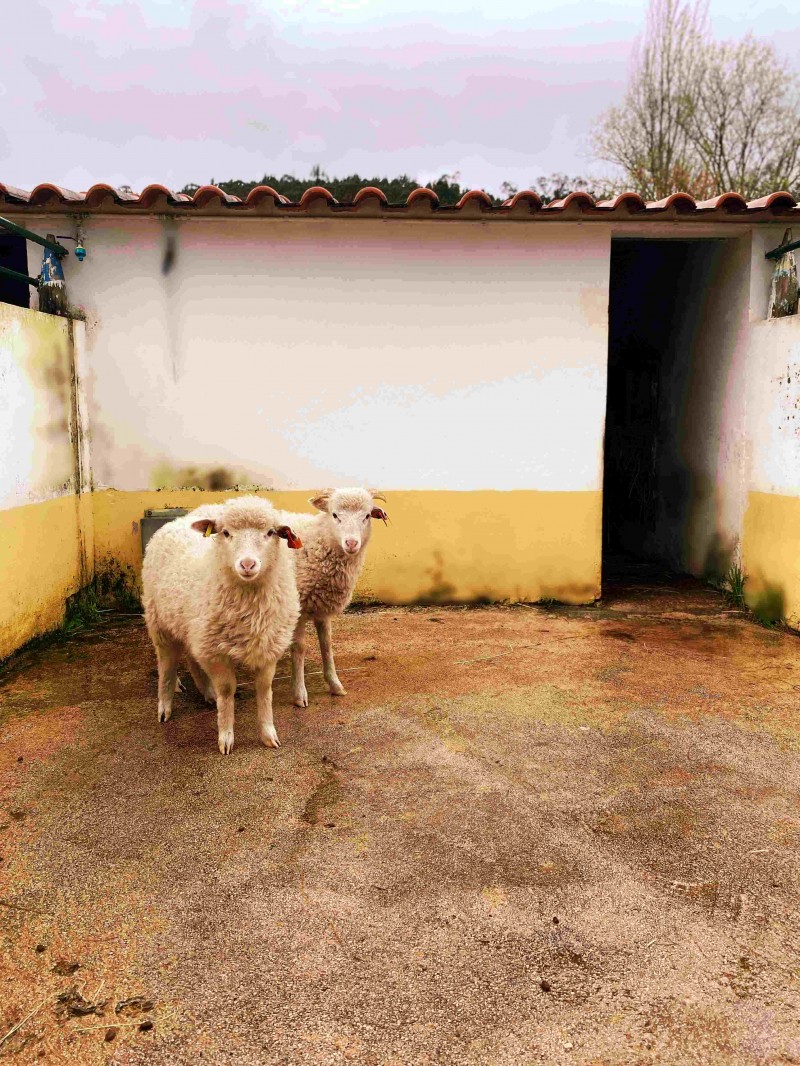 Novas moradoras no Parque Biológico da Serra da Lousã: Churras do Minho chegam a Miranda do Corvo!