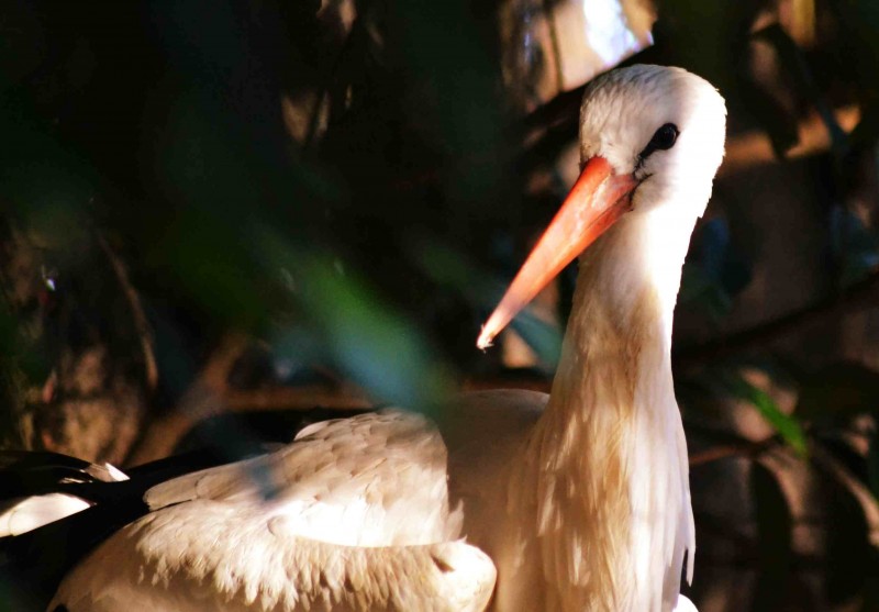 Parque Biológico da Serra da Lousã acolhe novas espécies e continua missão de proteção animal